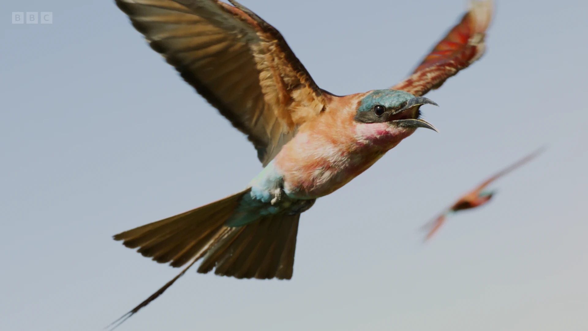Southern carmine bee-eater (Merops nubicoides) as shown in Planet Earth II - Grasslands